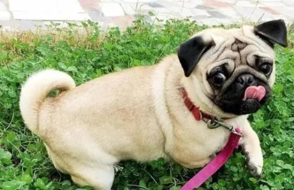 米升网 巴哥吃成球，柯基腿更短？这5种狗胖得让你心疼